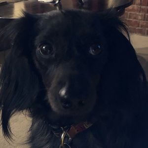 Meet your Posher, Suzi